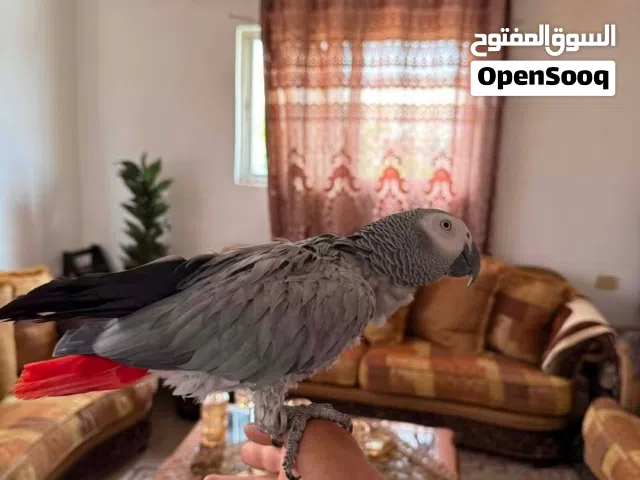 كاسكو متكلم للبيع