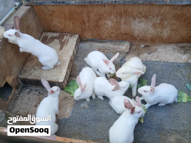 انثى شغالة عمر سنه و7عمر 4شهور و1عمر شهر ونص كله فرنسي توب صحة ونظافه