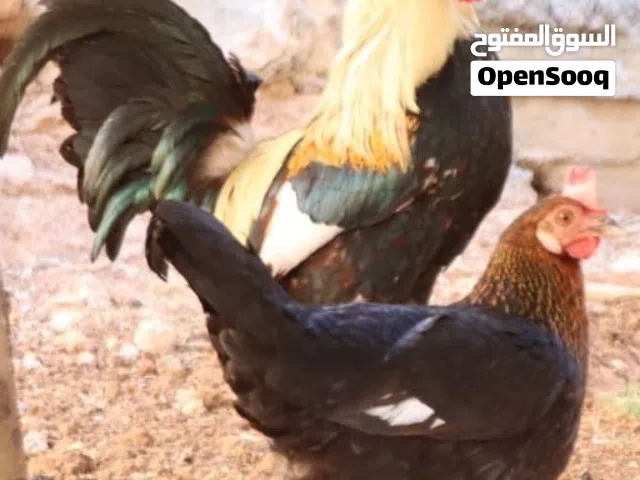 عمان البيادر طقم دجاج عربي شوكي سلالة أصلية البزرة الأصلية شغال للبيع