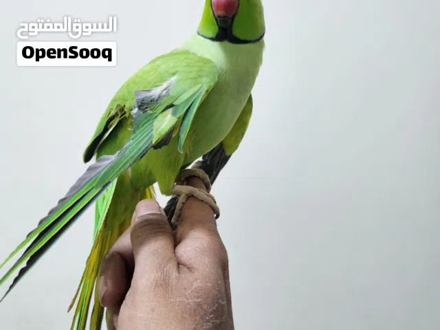 متوه ذكر  اليف