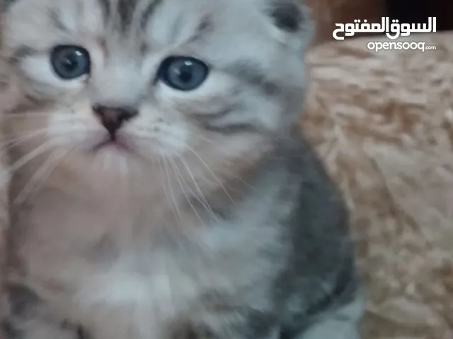 سكوتش فولد مميز