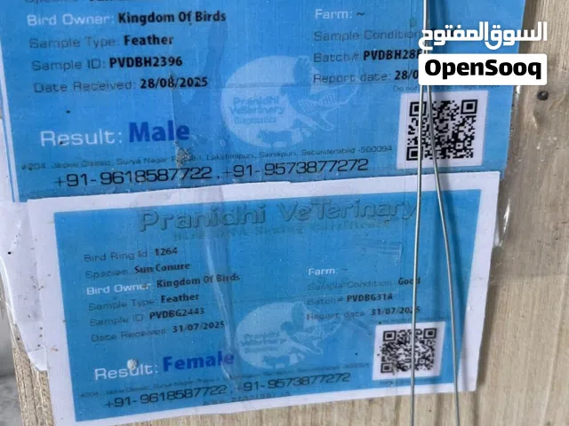 صن كنيور. Sun Connor