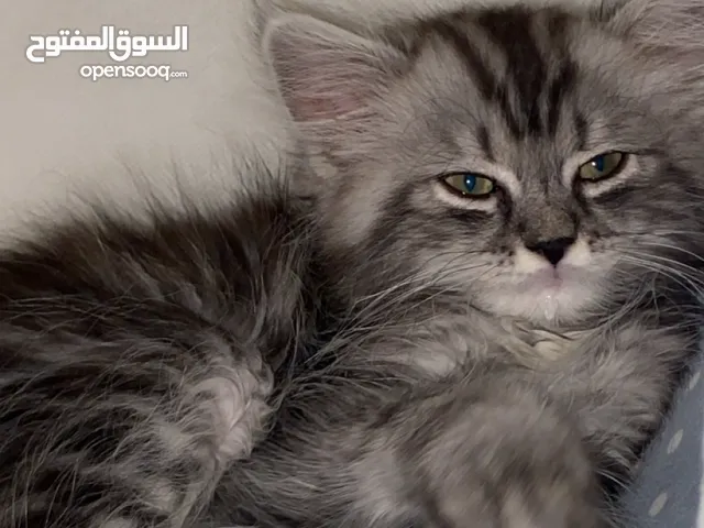 قطة شيرازية عمرها شهرين ونص