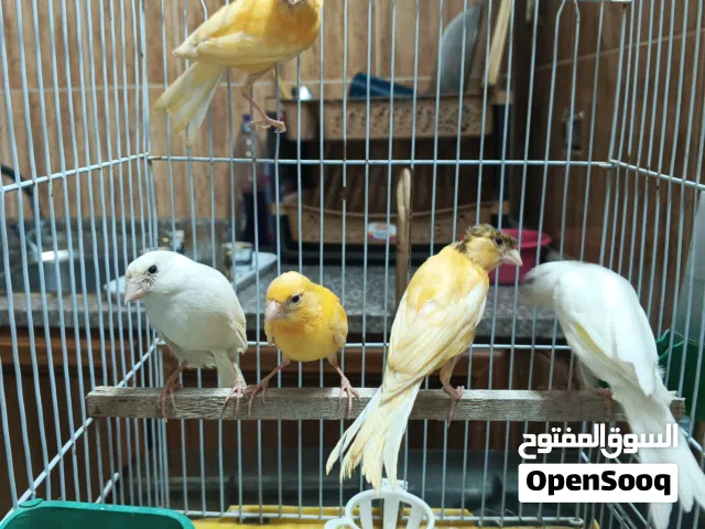 خمس حبات مخاليف وطواير نخب اول