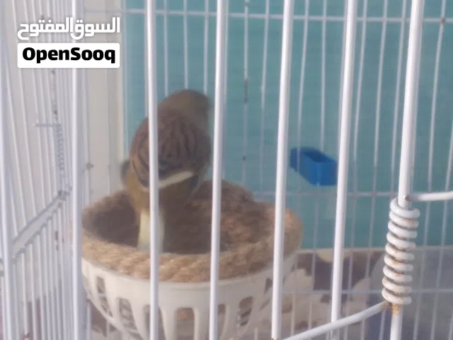 انتى كناري جلستر بومة للبيع