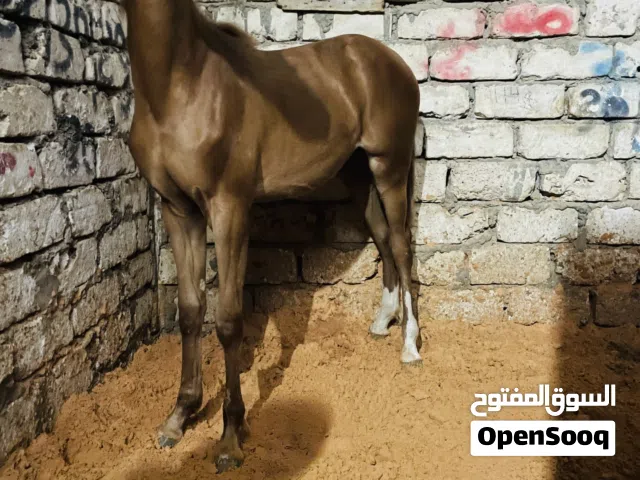 فلوه شقرااا