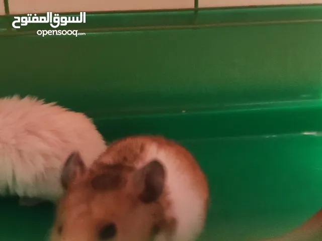 3 Syrian hamsters pets 2 males and 1 female, with the age of 3 months with good condition of health