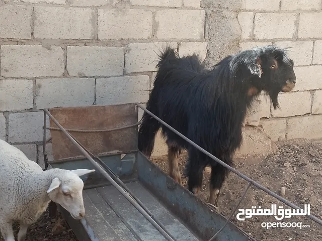 ثني حولي مقنوي من كل جهه ثلاث حبات