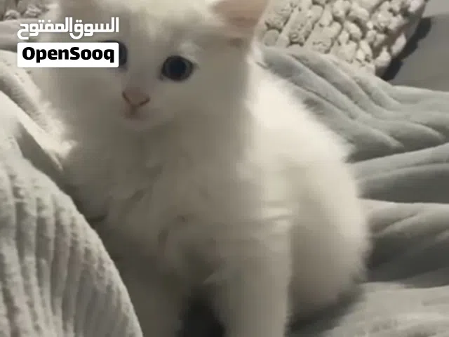 قطط شنشيلا مكس انجوارا تركي عمر شهرين متعودين ع كلشي موجود ذكر وانثيتين