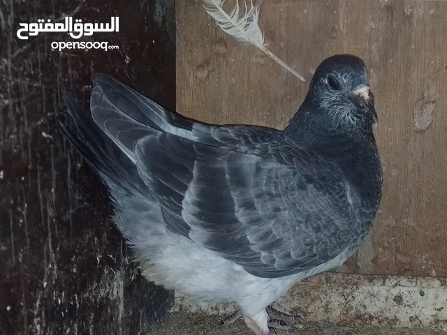 For sale racing Pigeon