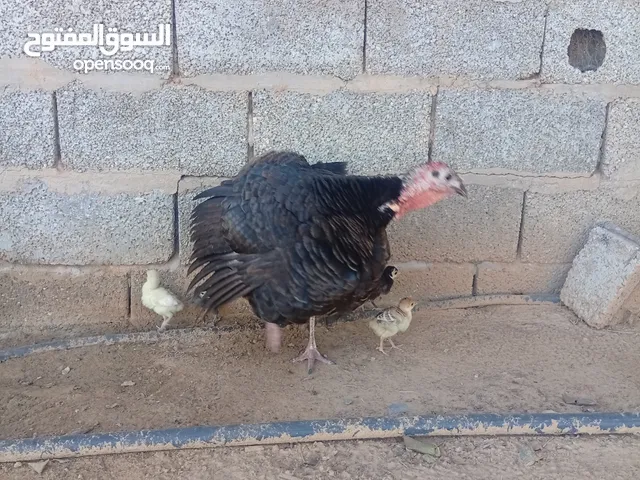 دجاجه ديك رومي معاها 5 فلاليس