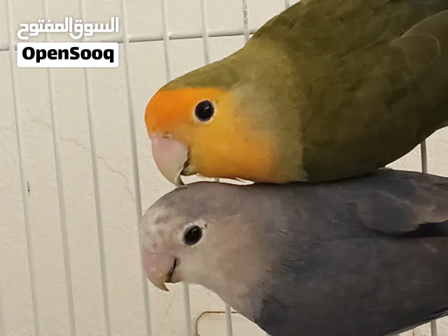 للبيع زوج طيور الحب (ذكر وأنثى) بالغين وجاهزين للإنتاج، الطيور نظيفة جداً وبصحة ممتازة ونشيطة (ما شا