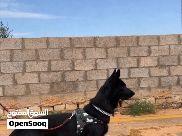 كلب للبيع
