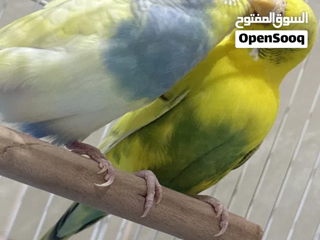 زوج بادجي أليف مع قفص وجميع الأغراض للبيع – 300 دره Healthy and beautiful pair of budgies for sale.