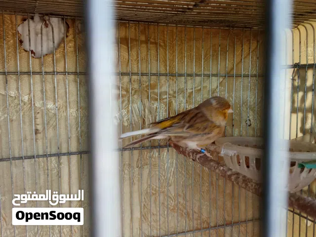 طيرة كناري جلوستر