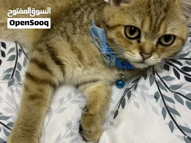 قط سلاله بريطانية قولدن شيد