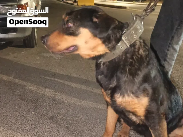 للبيع كلب روت وايلر
