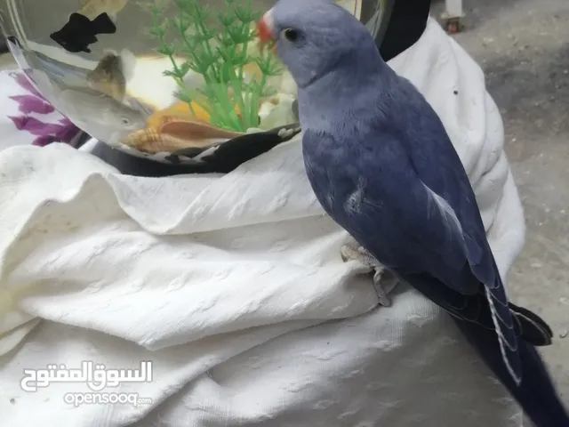 فراخ دره فايلت نيلي
