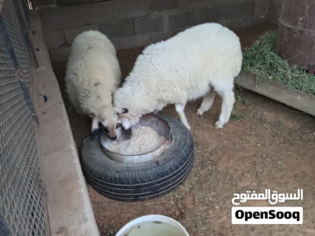 خرفان عيد للبيع
