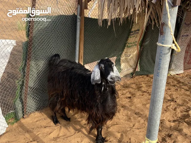 بيع غنم سوريه