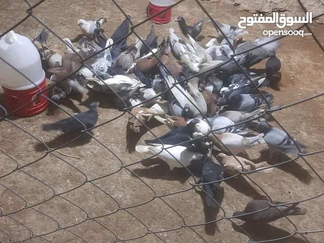 حمام للبيع انواع 30 جوز