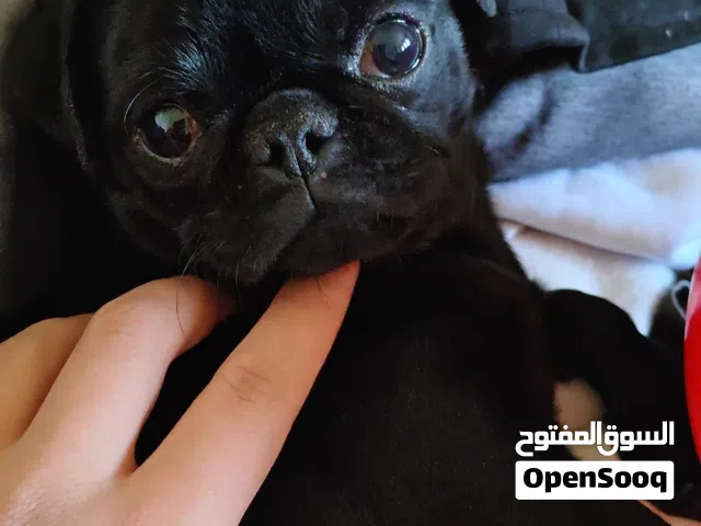 PUG  كلب نوع