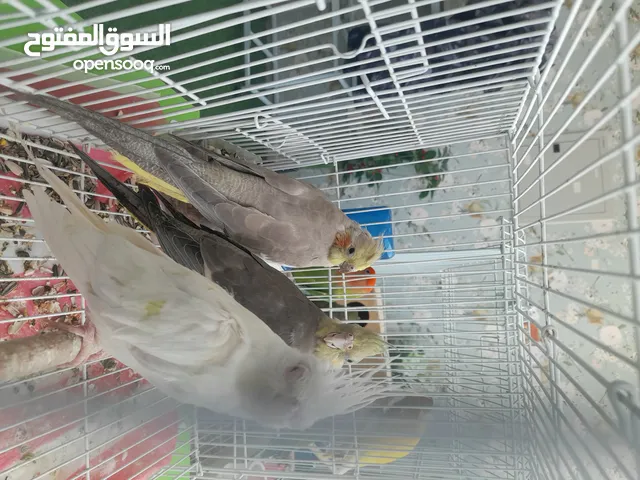 الي خاطره بوكتيل فوق الممتازة حبة البينو ببيعهم مع نفس سعر