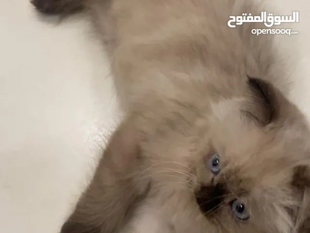 قطه هملايا سكوتش