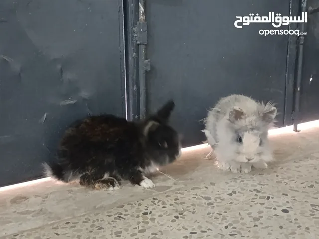 كوبيه انقورا