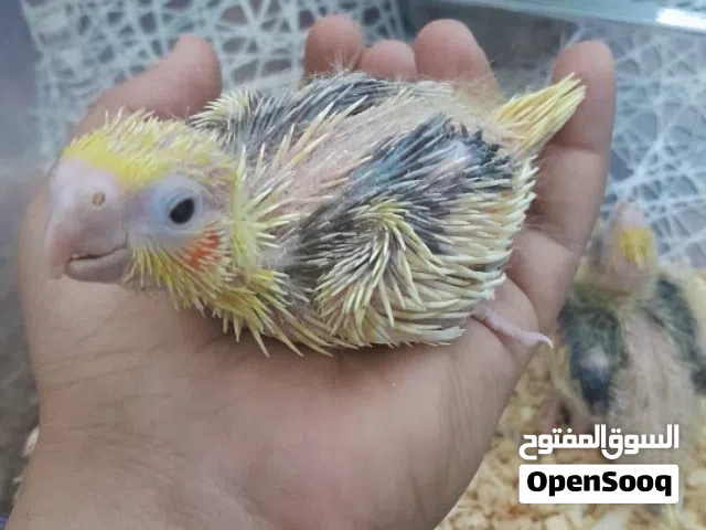 فرخ كروان هافي بايد مميز