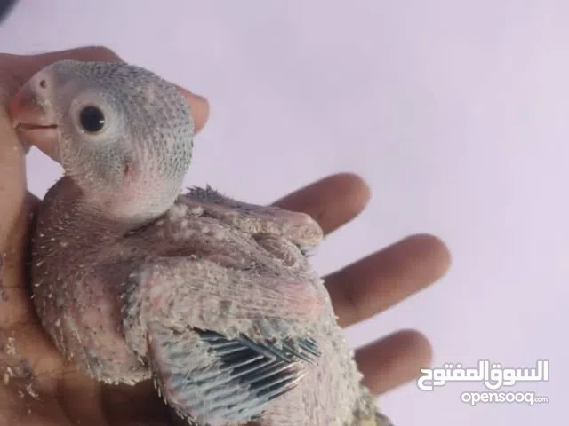 افراخ دره هندي