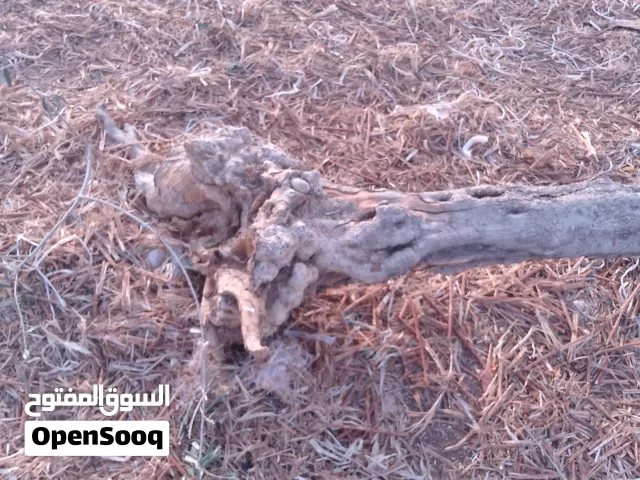 حطب زيتون قرامي ناشف