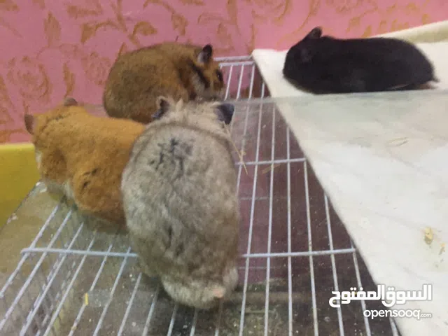 هامسترات للبيع اقراء المنشور