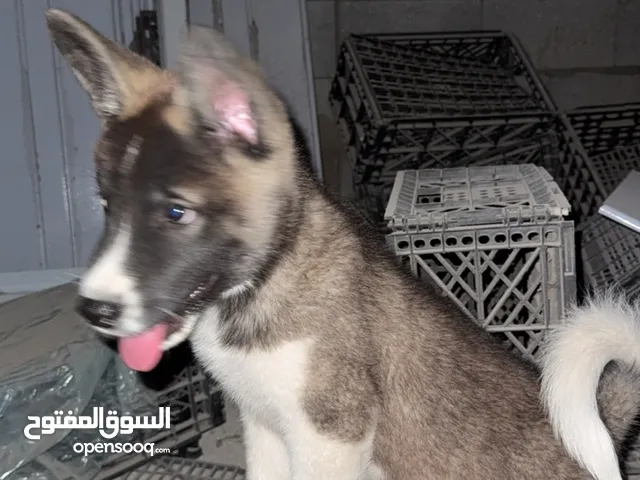 كلبة اكيتا امريكي عمر 80 يوم