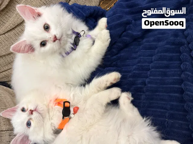 شيزازي ذكر وانثي برسوم