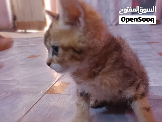 قطط لبيع صغار عمرهن شهر زنص