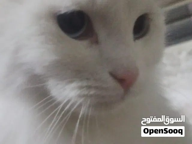 سلام عليكم قطه نضيفه اللبيع