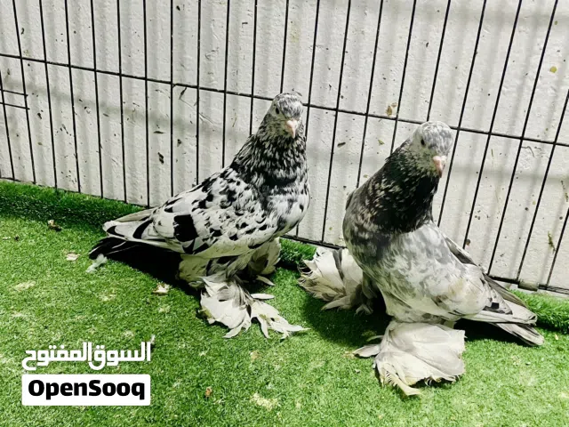 كوبية شقلاباز