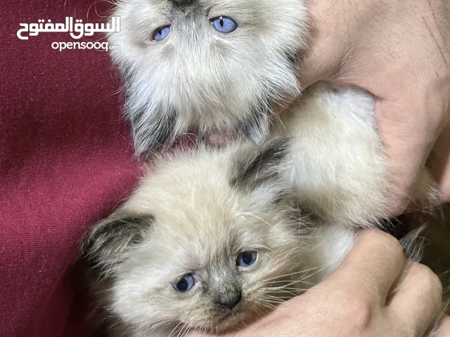 قطط هملايا سيامي العمر 3 اشهر