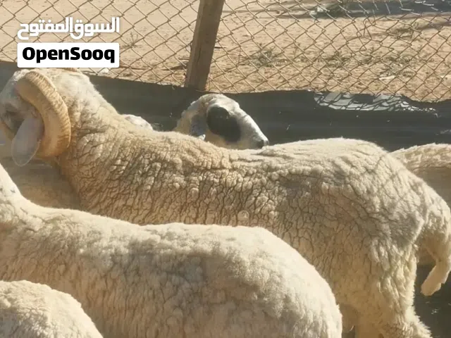 خروف وطني ربي بارك