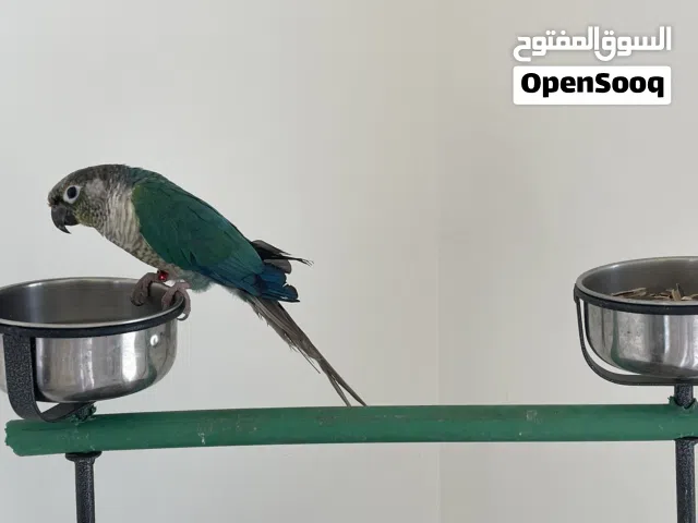 تركواز كنيور