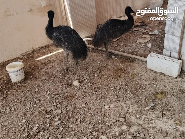 جوز تعلم ايمو عمر 8اشهر للبيع صحه ونظافه
