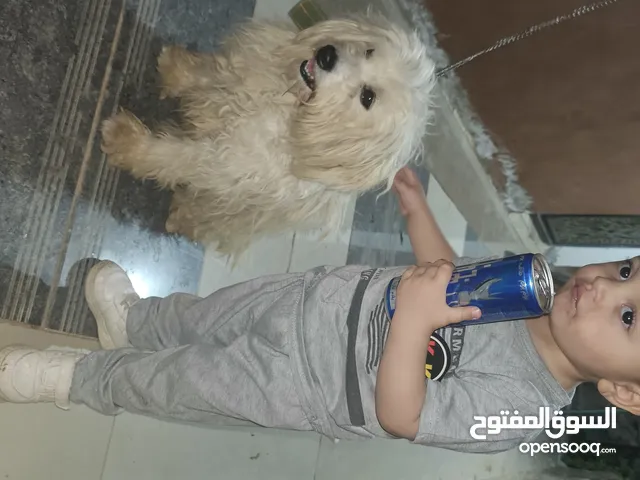 كلب منزلي أليف للبيع كلب زينة للبيع