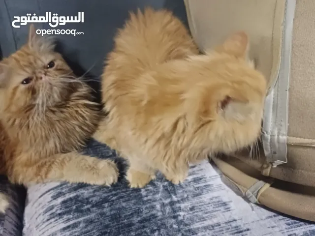 قطط صغيرة بيرشن زراربيور للبيع مخلصين كل التطعيمات