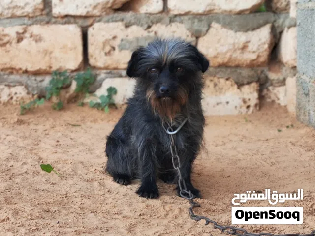 متاح كلبه تشواوه