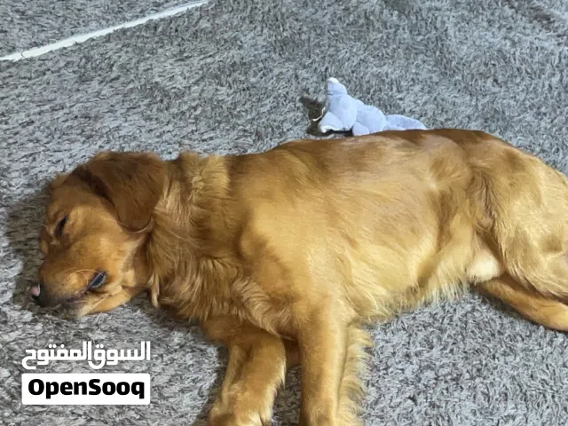 كلب جولدن رتريفر فيلد - Golden retriever field للبيع