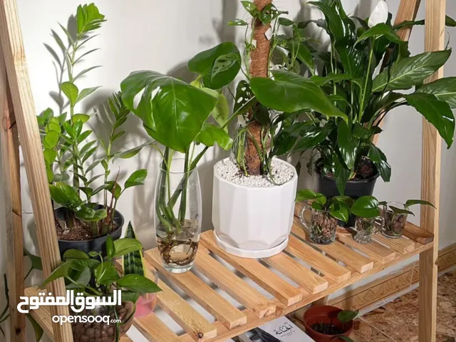 ستاند خشب قياسات 148cm الطول ، 106cm العرض