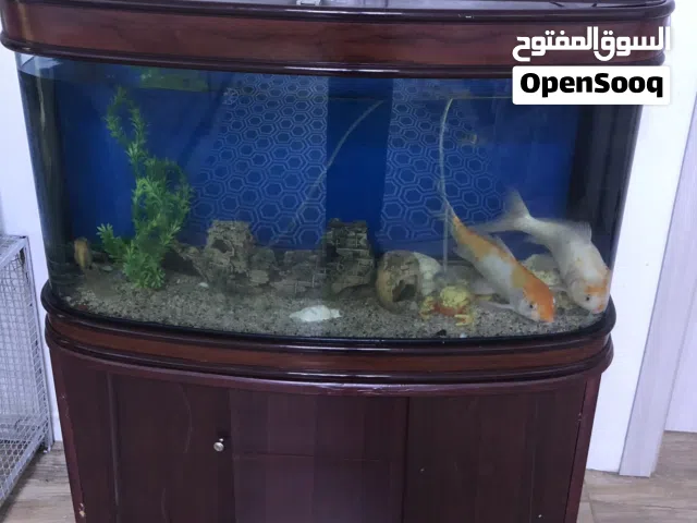 اسماك جميله للبيع