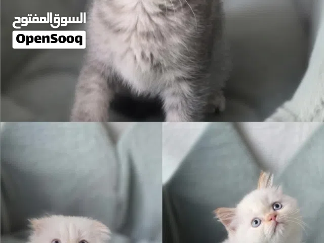 راغدول و سكوتش فولد Ragdoll red point& Scottish fold