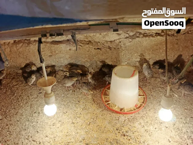 يوجد لدي فري للبيع وصيصان حجل وصيصان بلدي عمر شهر